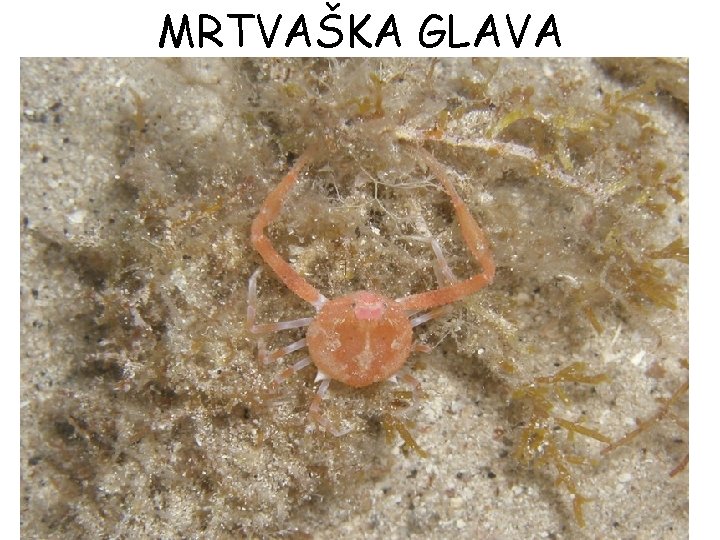 MRTVAŠKA GLAVA 