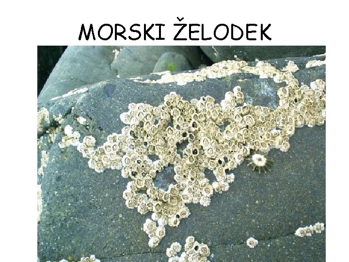 MORSKI ŽELODEK 