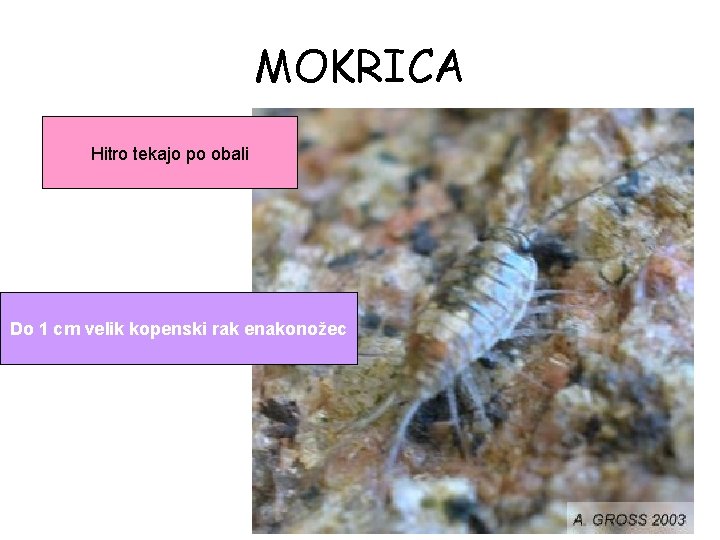 MOKRICA Hitro tekajo po obali Do 1 cm velik kopenski rak enakonožec 