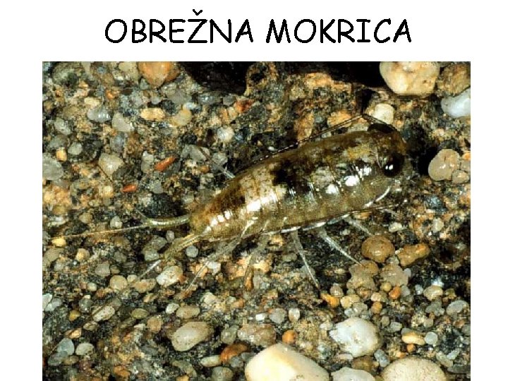 OBREŽNA MOKRICA 