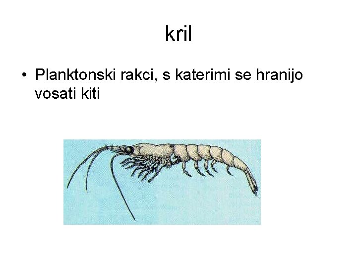 kril • Planktonski rakci, s katerimi se hranijo vosati kiti 