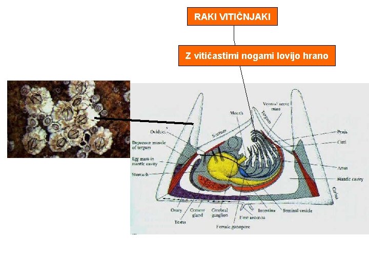 RAKI VITIČNJAKI Z vitičastimi nogami lovijo hrano 