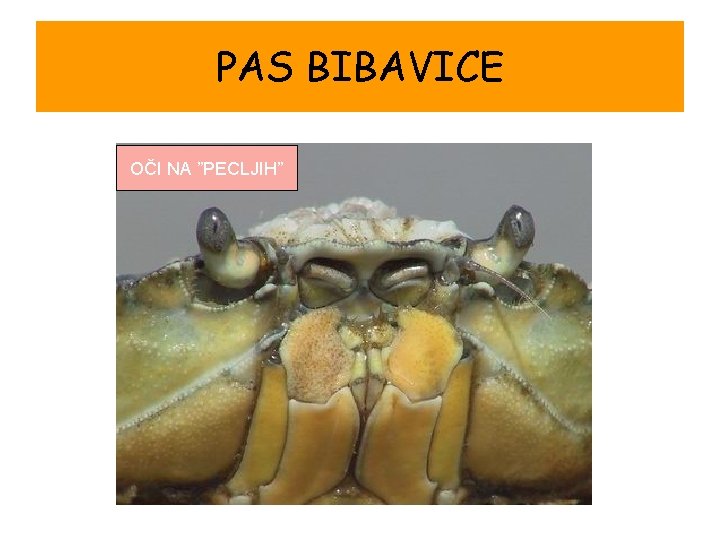 PAS BIBAVICE OČI NA ”PECLJIH” 