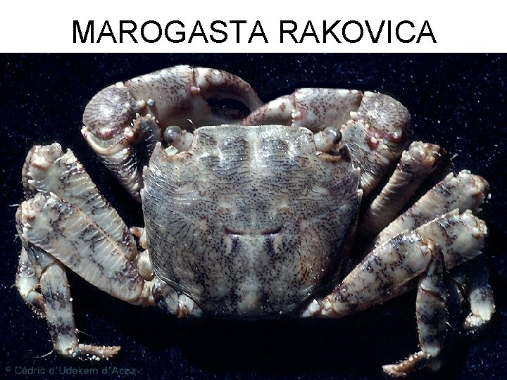 MAROGASTA RAKOVICA 