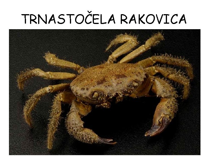 TRNASTOČELA RAKOVICA 