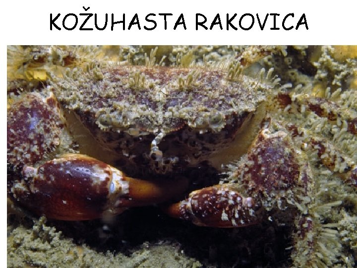 KOŽUHASTA RAKOVICA 