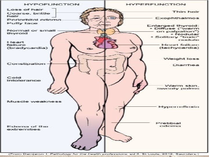 Manifestations of Thyroid Alterations 