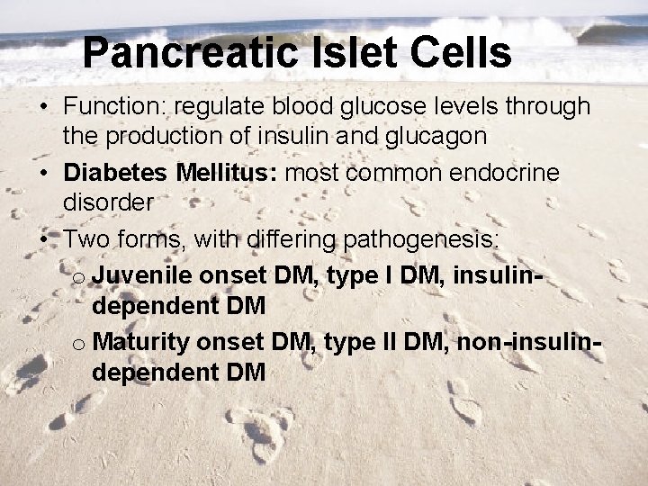 Pancreatic Islet Cells • Function: regulate blood glucose levels through the production of insulin