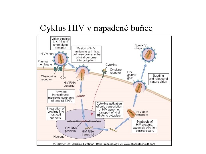 Cyklus HIV v napadené buňce 