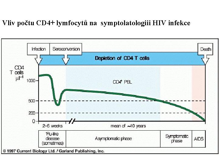 Vliv počtu CD 4+ lymfocytů na symptolatologiii HIV infekce 