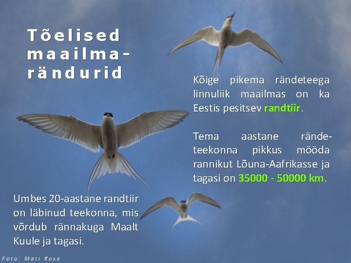Tõelised maailmarändurid Kõige pikema rändeteega linnuliik maailmas on ka Eestis pesitsev randtiir. Tema aastane