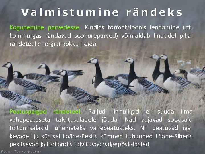 Valmistumine rändeks Kogunemine parvedesse. Kindlas formatsioonis lendamine (nt. kolmnurgas rändavad sookureparved) võimaldab lindudel pikal