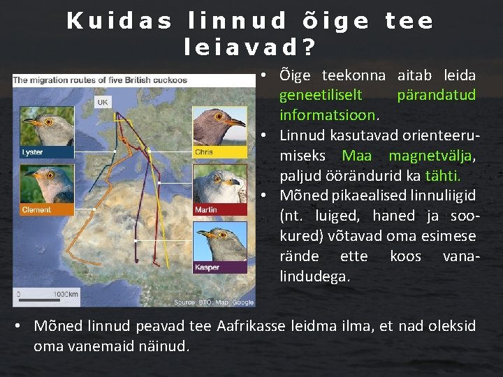 Kuidas linnud õige tee leiavad? • Õige teekonna aitab leida geneetiliselt pärandatud informatsioon. •