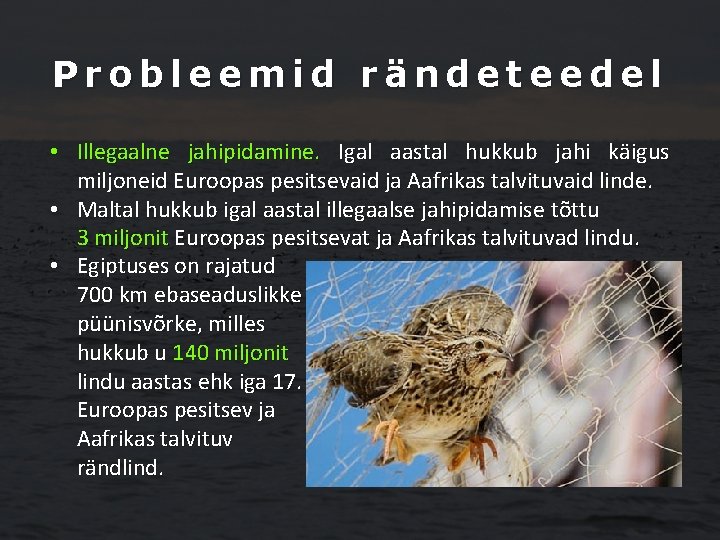 Probleemid rändeteedel • Illegaalne jahipidamine. Igal aastal hukkub jahi käigus miljoneid Euroopas pesitsevaid ja