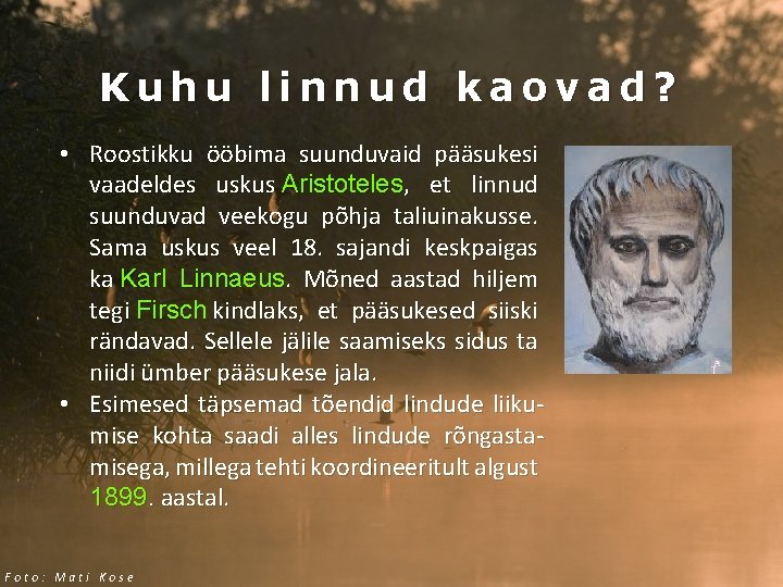 Kuhu linnud kaovad? • Roostikku ööbima suunduvaid pääsukesi vaadeldes uskus Aristoteles, et linnud suunduvad