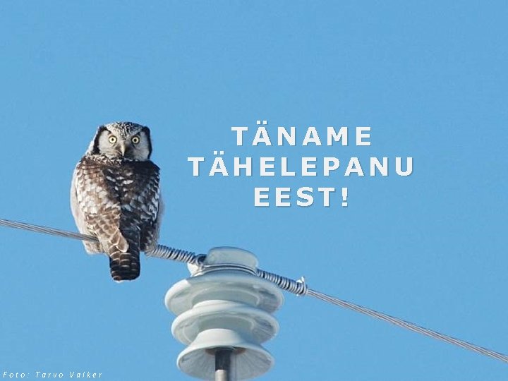 TÄNAME TÄHELEPANU EEST! Foto: Tarvo Valker 
