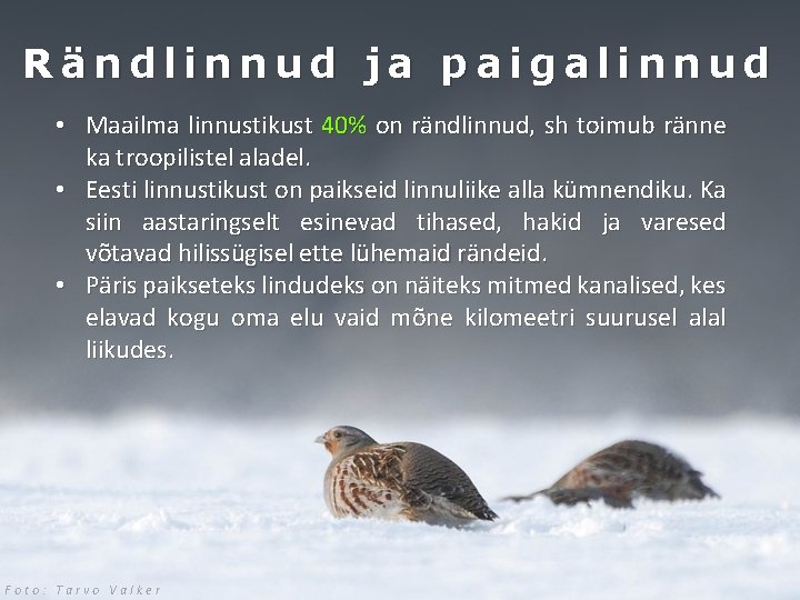 Rändlinnud ja paigalinnud • Maailma linnustikust 40% on rändlinnud, sh toimub ränne ka troopilistel