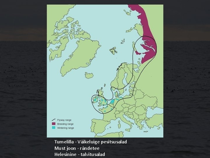 Tumelilla - Väikeluige pesitsusalad Must joon - rändetee Helesinine - talvitusalad 