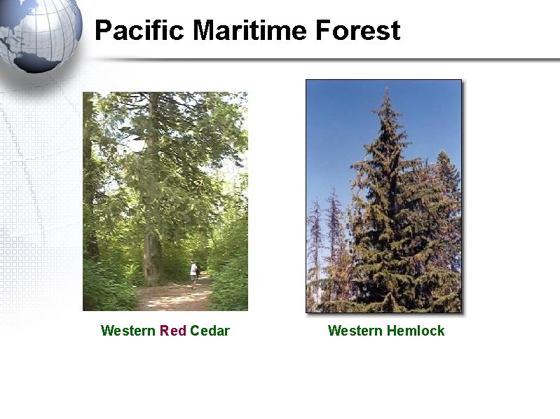 Pacific Maritime Forest Western Red Cedar Western Hemlock 