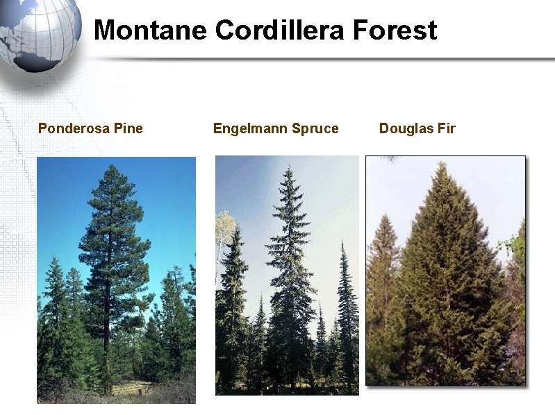 Montane Cordillera Forest Ponderosa Pine Engelmann Spruce Douglas Fir 
