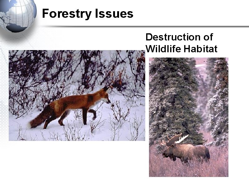 Forestry Issues Destruction of Wildlife Habitat 