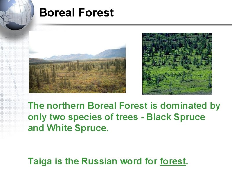 Boreal Forest The northern Boreal Forest is dominated by only two species of trees