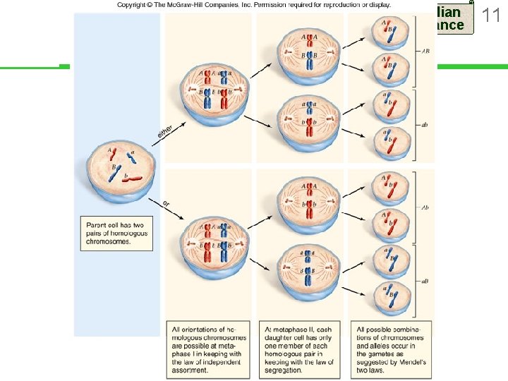 Mendelian Inheritance 11 