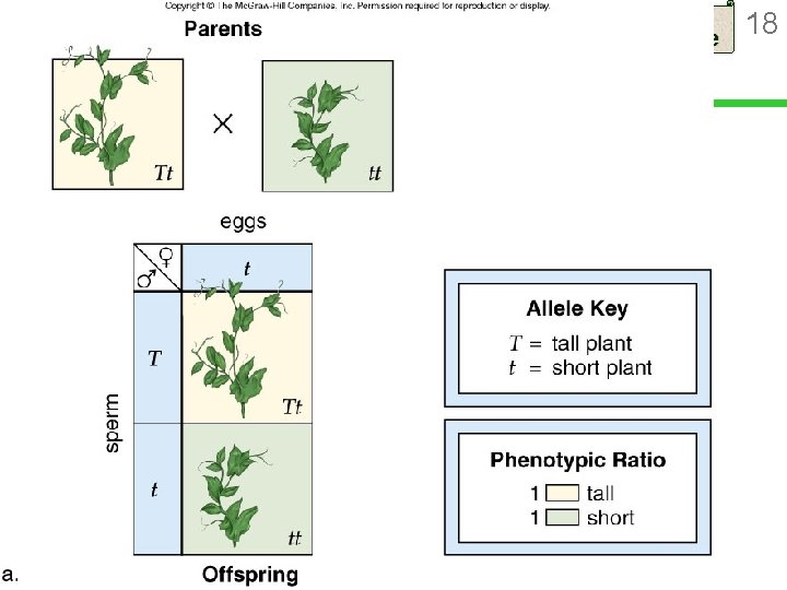 Mendelian Inheritance 18 