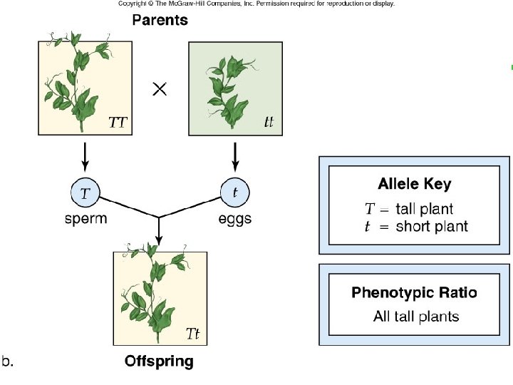 Mendelian Inheritance 19 