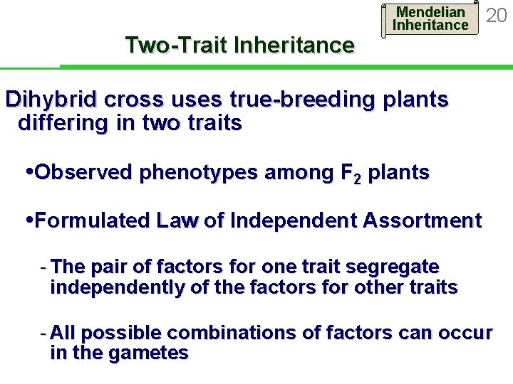 Two-Trait Inheritance Mendelian Inheritance 20 Dihybrid cross uses true-breeding plants differing in two traits