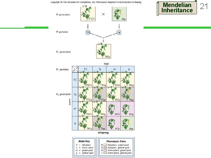 Mendelian Inheritance 21 