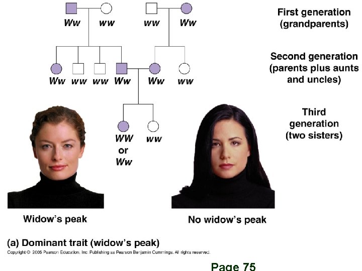 Mendelian Inheritance 24 