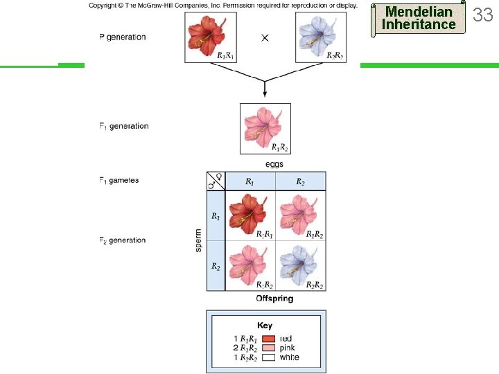 Mendelian Inheritance 33 