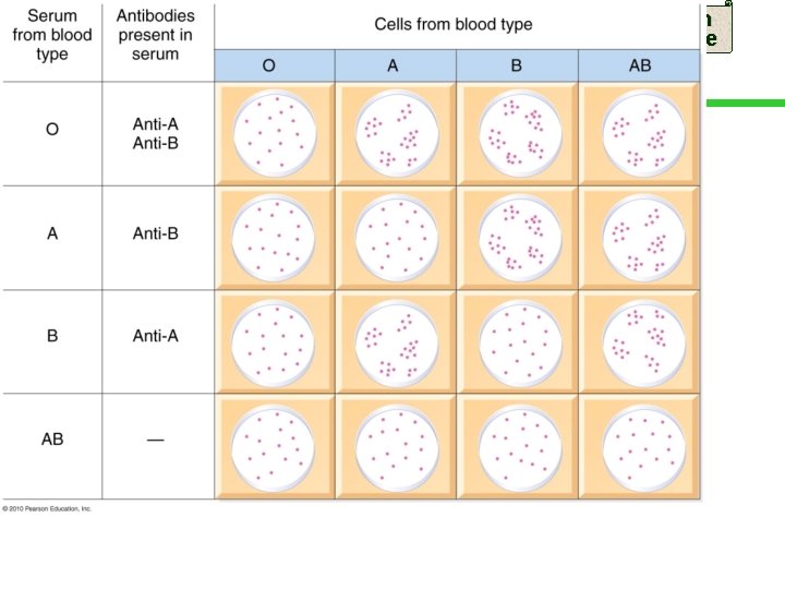 Mendelian Inheritance 