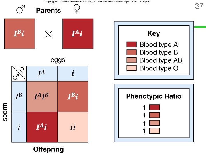 Mendelian Inheritance 37 