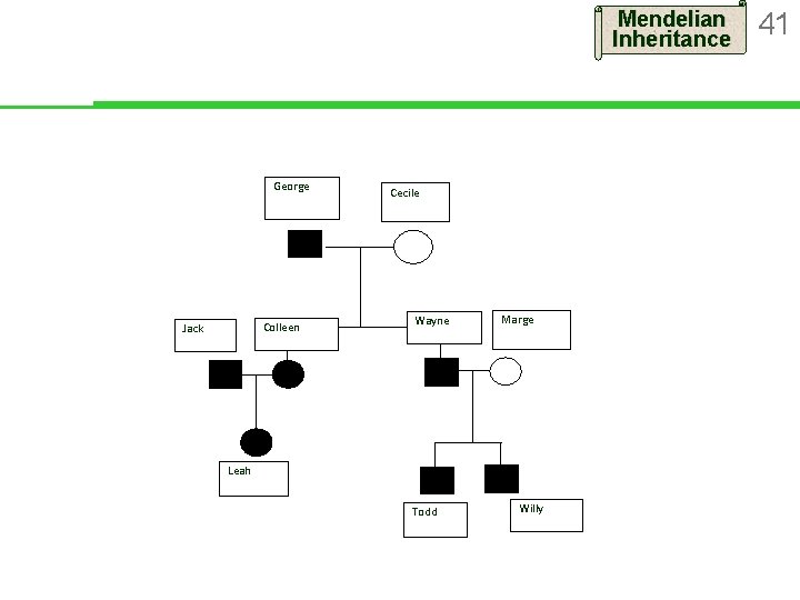 Mendelian Inheritance George Colleen Jack Cecile Wayne Marge Leah Todd Willy 41 