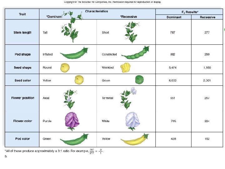 Mendelian Inheritance 6 