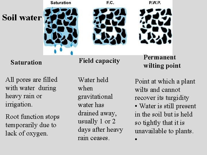 Soil water Saturation All pores are filled with water during heavy rain or irrigation.