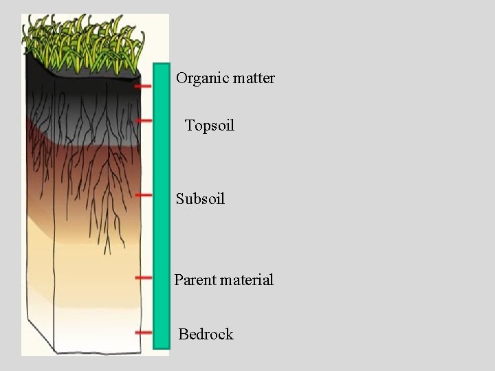 Organic matter Topsoil Subsoil Parent material Bedrock 