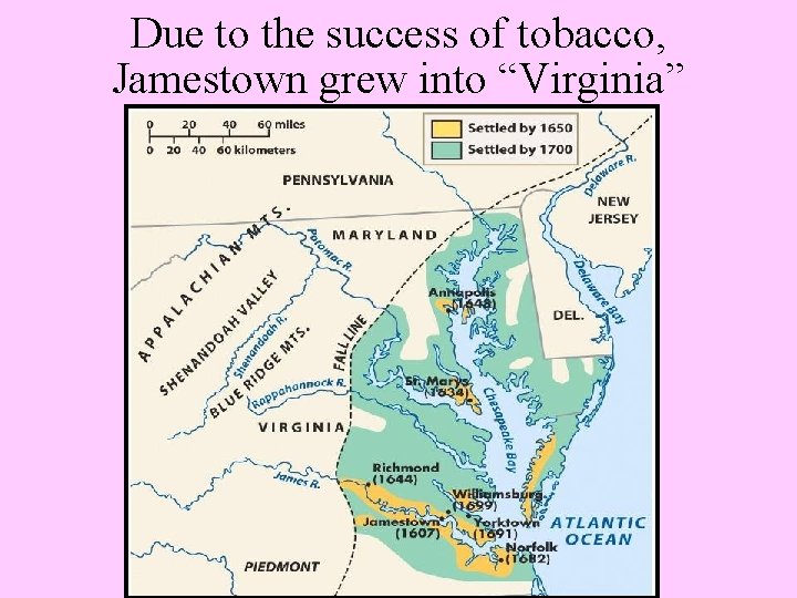 Due to the success of tobacco, Jamestown grew into “Virginia” 