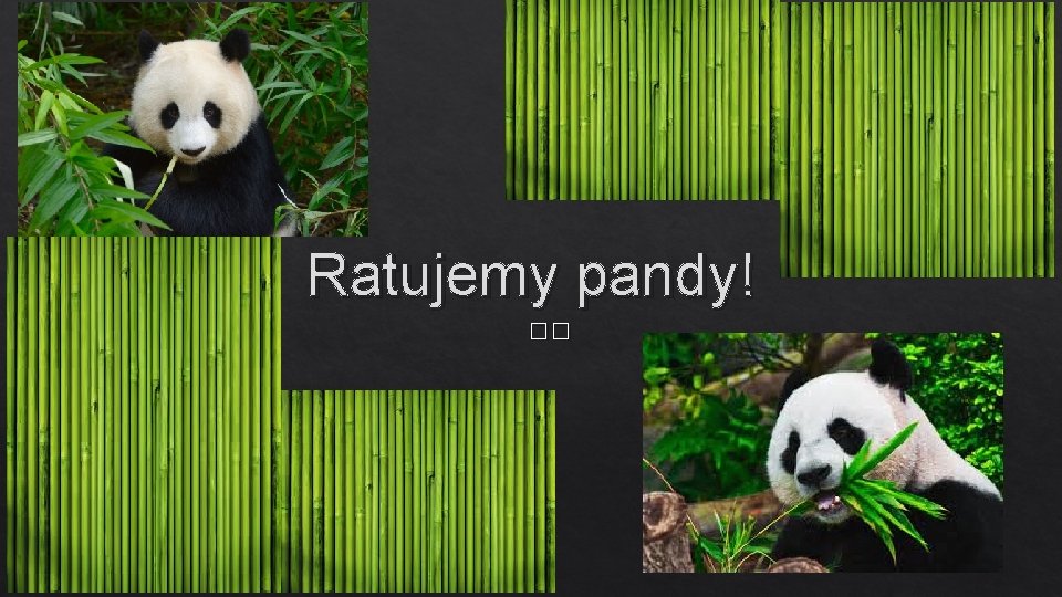 Ratujemy pandy! �� 