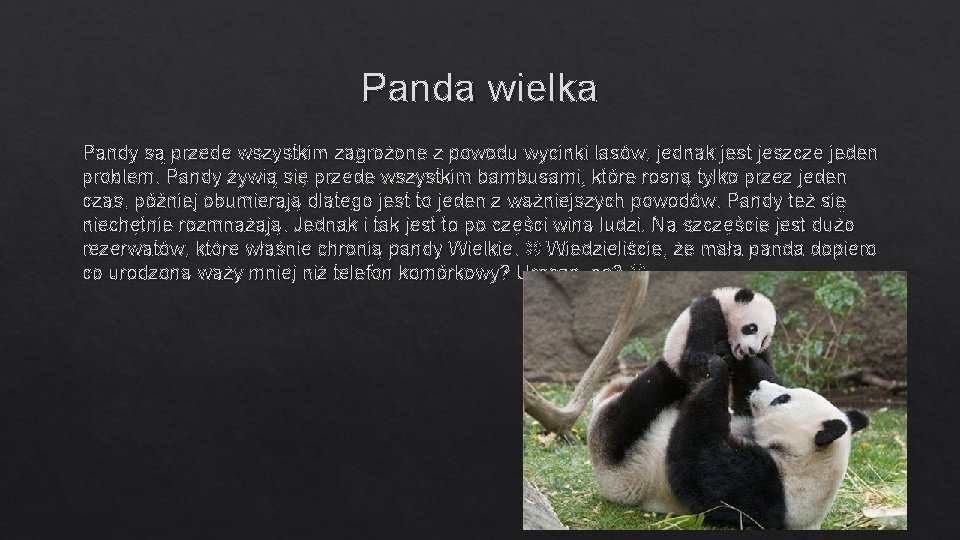 Panda wielka Pandy są przede wszystkim zagrożone z powodu wycinki lasów, jednak jest jeszcze