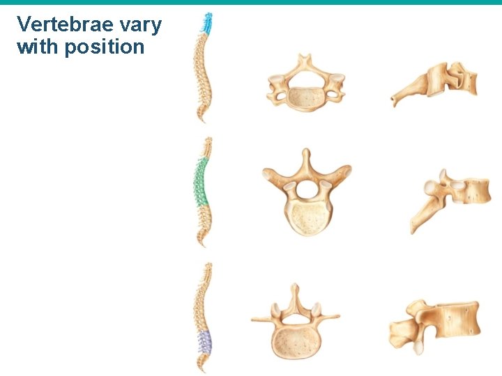 Vertebrae vary with position 