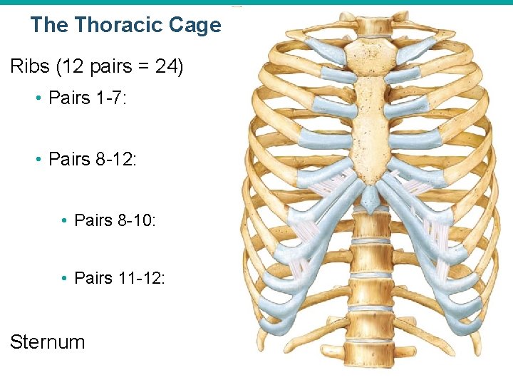The Thoracic Cage Ribs (12 pairs = 24) • Pairs 1 -7: • Pairs