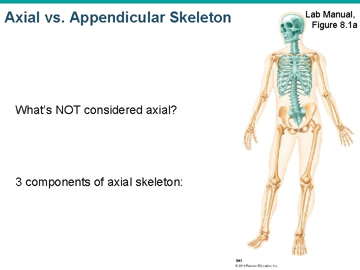 Axial vs. Appendicular Skeleton What’s NOT considered axial? 3 components of axial skeleton: Lab