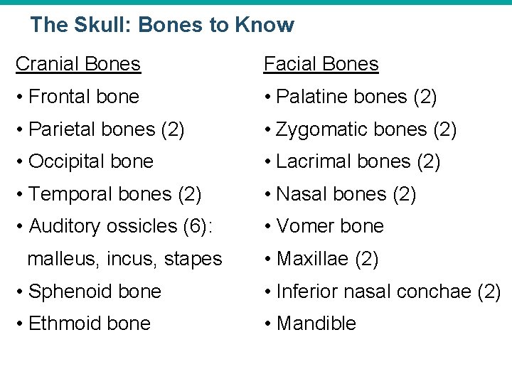 The Skull: Bones to Know Cranial Bones Facial Bones • Frontal bone • Palatine