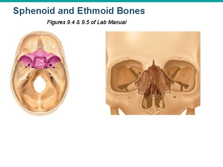 Sphenoid and Ethmoid Bones Figures 9. 4 & 9. 5 of Lab Manual 