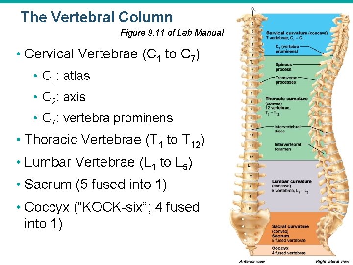 The Vertebral Column Figure 9. 11 of Lab Manual • Cervical Vertebrae (C 1