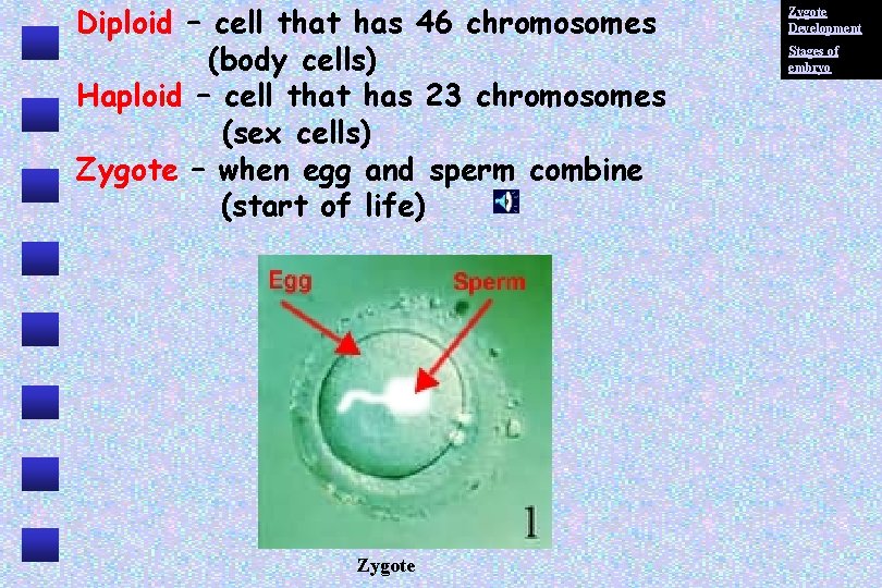 Diploid – cell that has 46 chromosomes (body cells) Haploid – cell that has