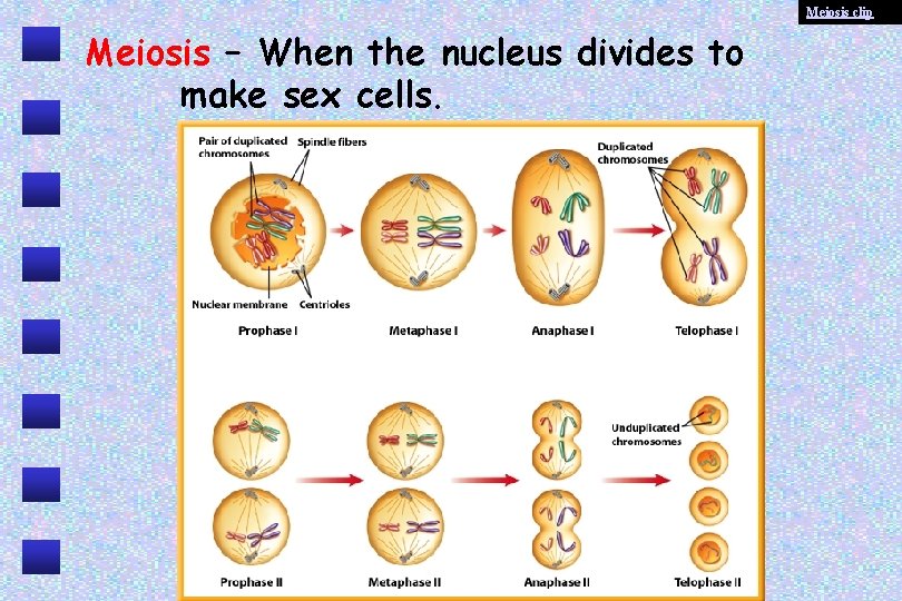 Meiosis clip Meiosis – When the nucleus divides to make sex cells. 